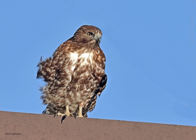 Red-tailed Hawk, Harlan's, Osage Co, OK, 1-16-2025_7201az.jpg