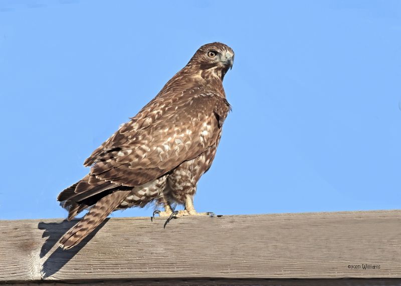 Red-tailed Hawk, Harlan's, Osage Co, OK, 1-16-2025_7251az.jpg