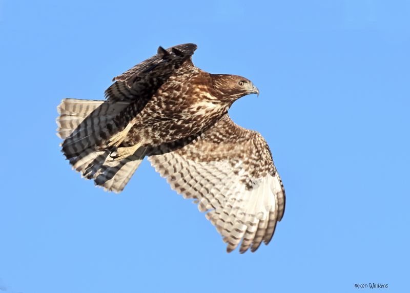 Red-tailed Hawk, Harlan's, Osage Co, OK, 1-16-2025_7261az.jpg