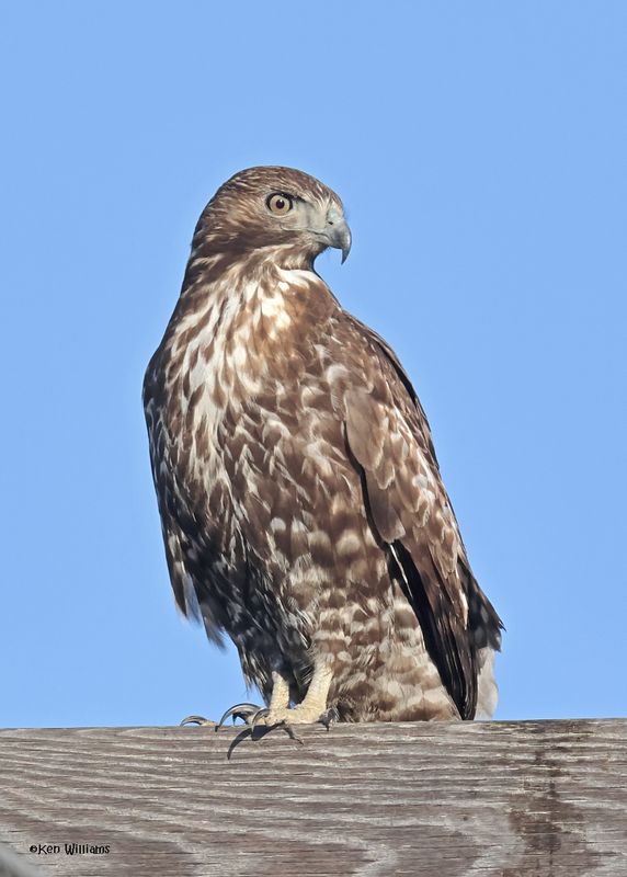 Red-tailed Hawk, Harlan's, Osage Co, OK, 1-16-2025_7283az.jpg