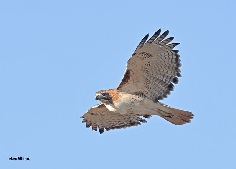 Red-tailed Hawk