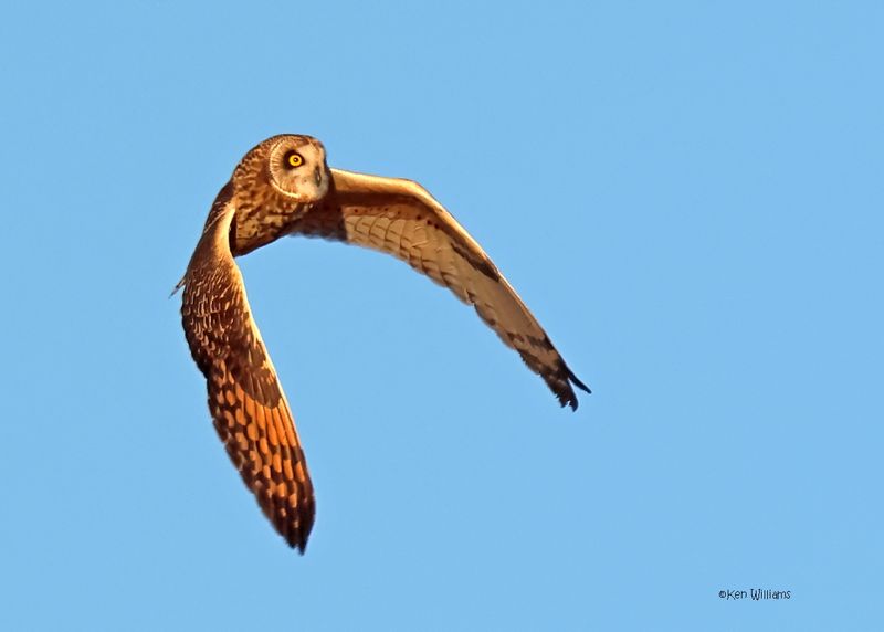 Short-eared Owl, Osage Co, OK, 1-16-2025_7395az.jpg