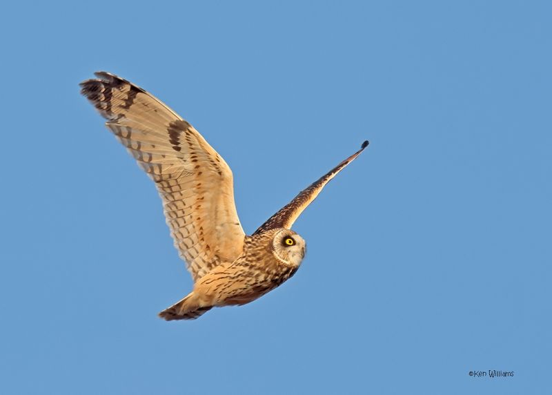 Short-eared Owl, Osage Co, OK, 1-16-2025_7423az.jpg