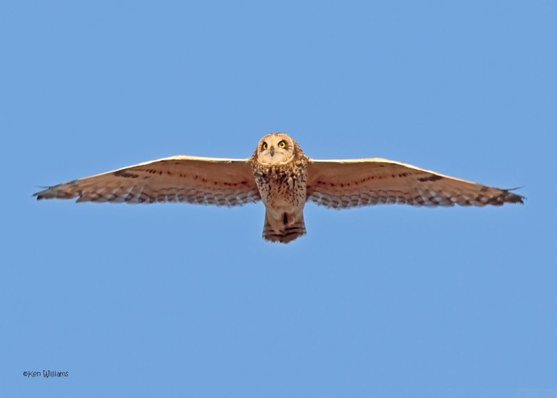 Short-eared Owl, Osage Co, OK, 1-16-2025_7428az.jpg