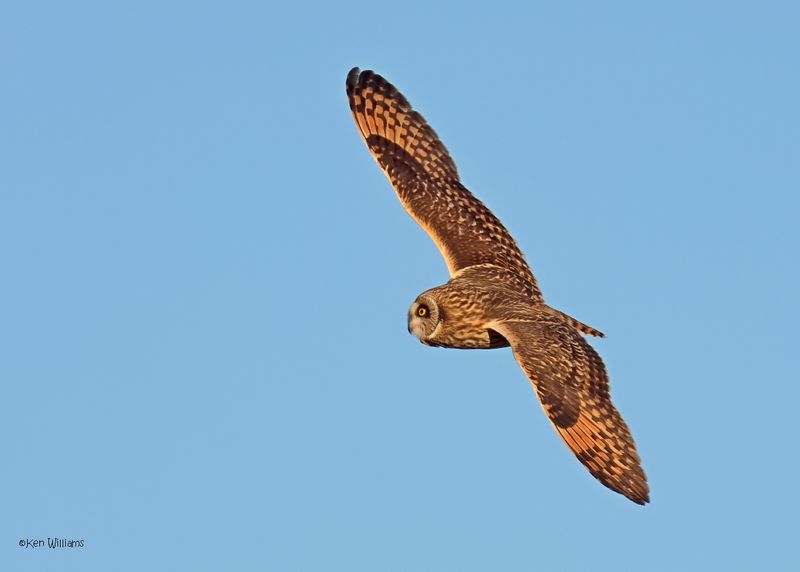 Short-eared Owl, Osage Co, OK, 1-16-2025_7477az.jpg
