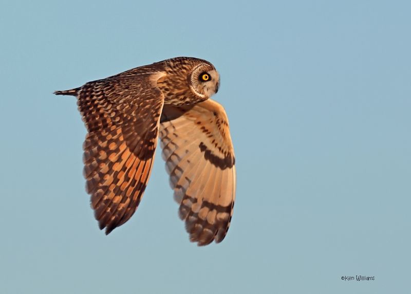 Short-eared Owl, Osage Co, OK, 1-16-2025_7491az.jpg