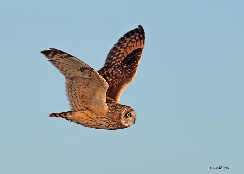 Short-eared Owl, Osage Co, OK, 1-16-2025_7493az.jpg