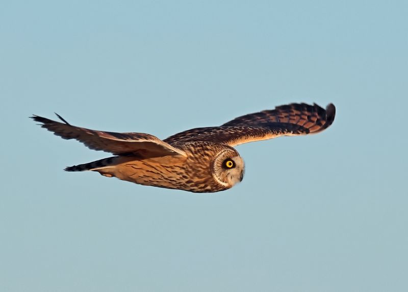 Short-eared Owl, Osage Co, OK, 1-16-2025_7496az.jpg