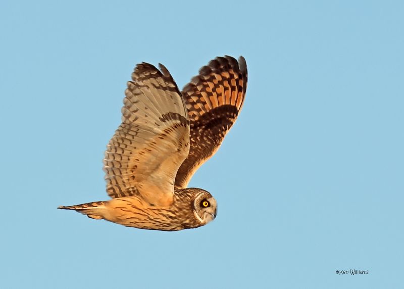Short-eared Owl, Osage Co, OK, 1-16-2025_7518az.jpg