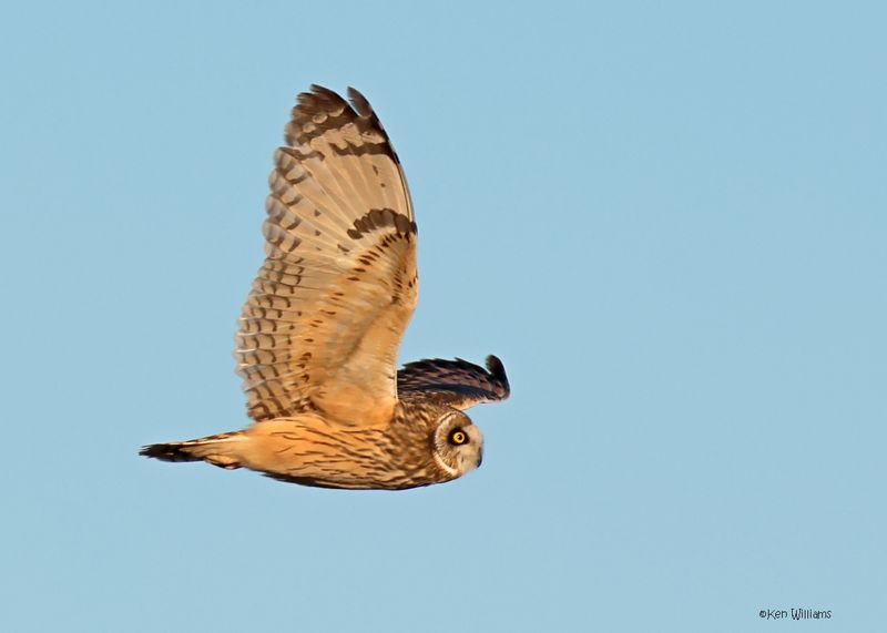Short-eared Owl, Osage Co, OK, 1-16-2025_7526az.jpg