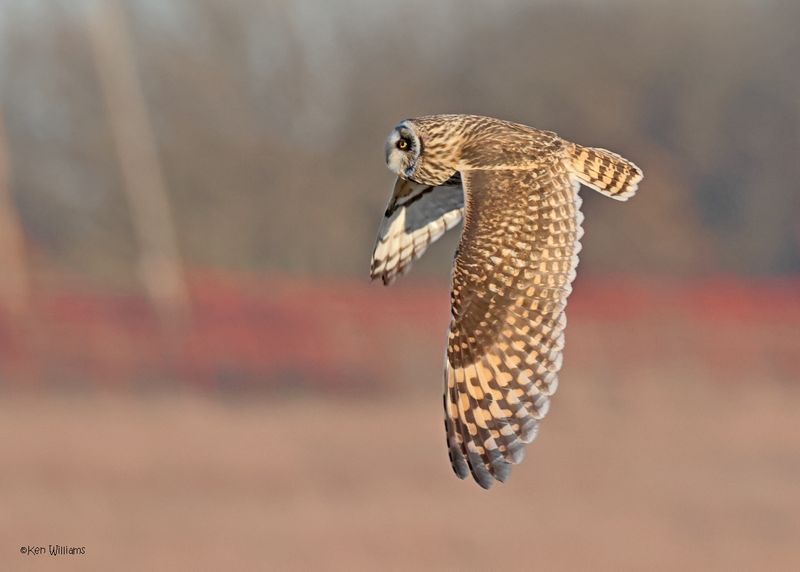 Short-eared Owl, Osage Co, OK, 1-16-2025_7563az.jpg