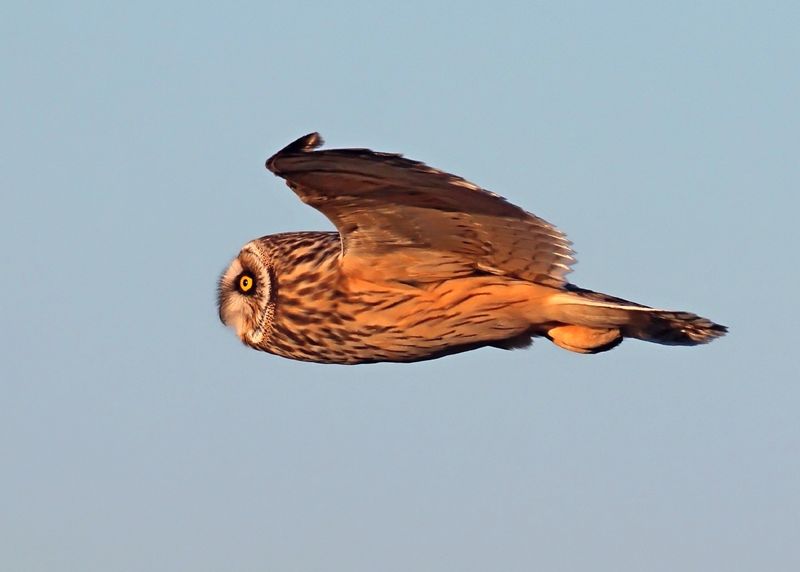 Short-eared Owl, Osage Co, OK, 1-16-2025_7597az.jpg