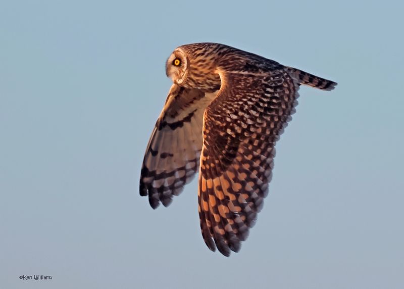 Short-eared Owl, Osage Co, OK, 1-16-2025_7601az.jpg