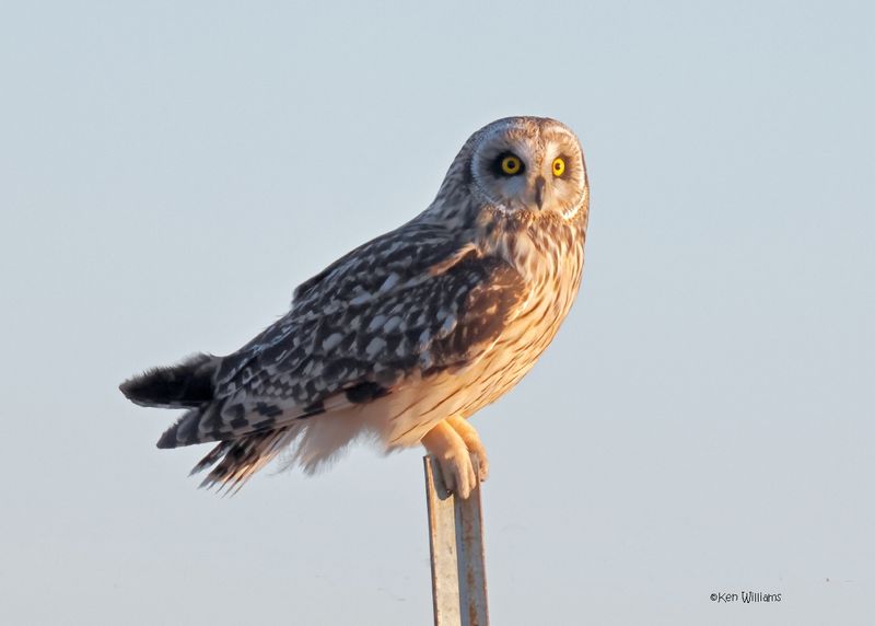 Short-eared Owl, Osage Co, OK, 1-16-2025_7665az.jpg