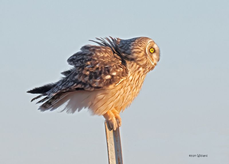 Short-eared Owl, Osage Co, OK, 1-16-2025_7705az.jpg