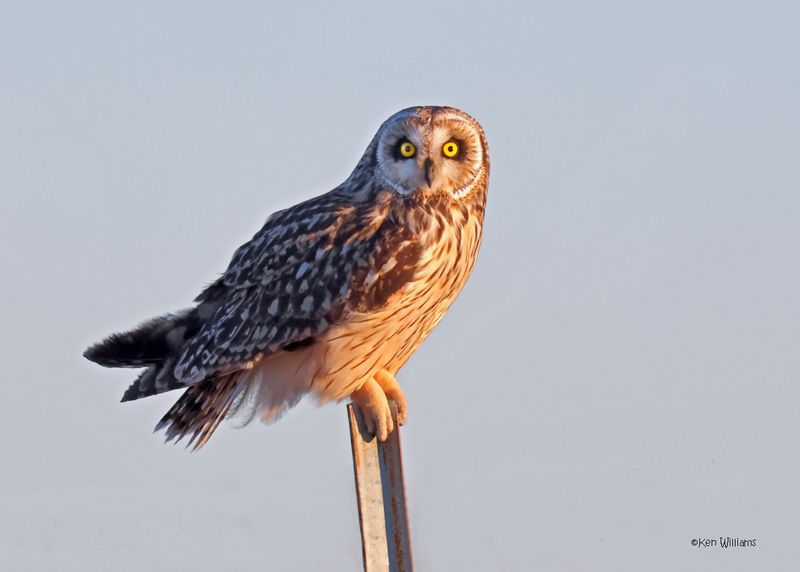 :Short-eared Owl: