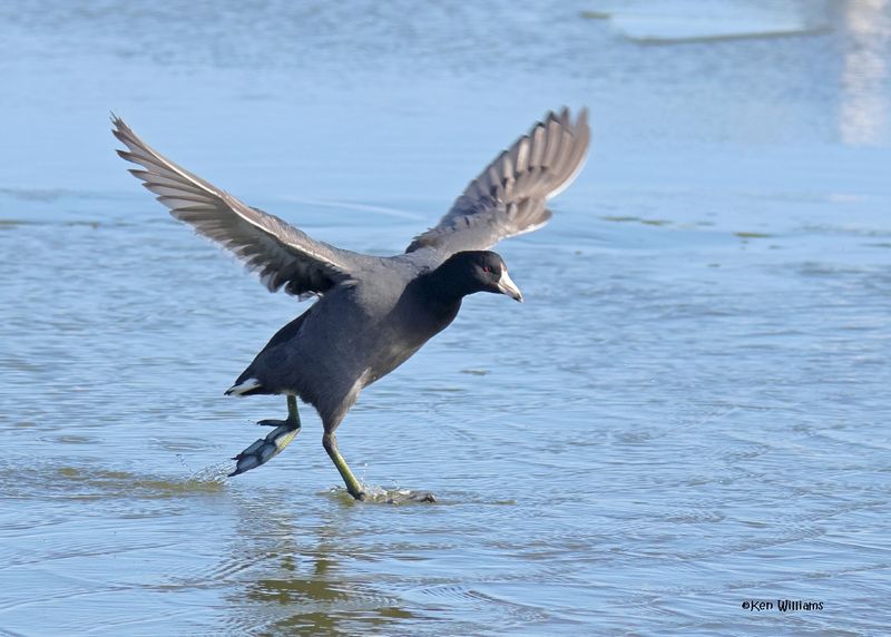 :Coots: