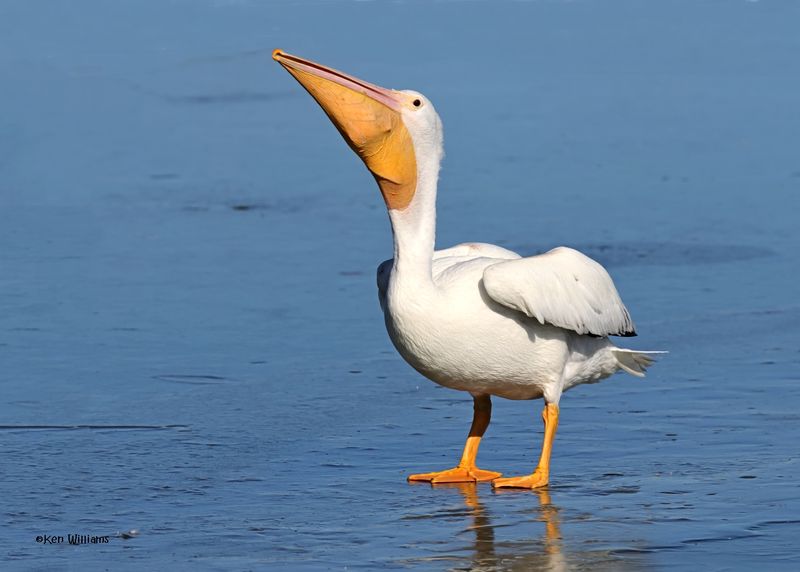 American White Pelican