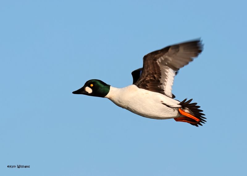 :Common Goldeneye: