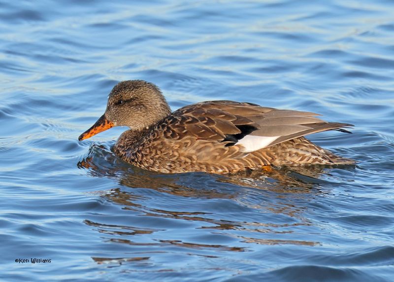 Gadwall female, Oklahoma Co, OK, 1-24-2025_8017az.jpg