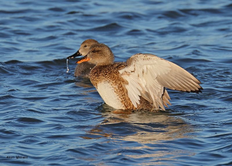 Gadwall female, Oklahoma Co, OK, 1-24-2025_8056az.jpg
