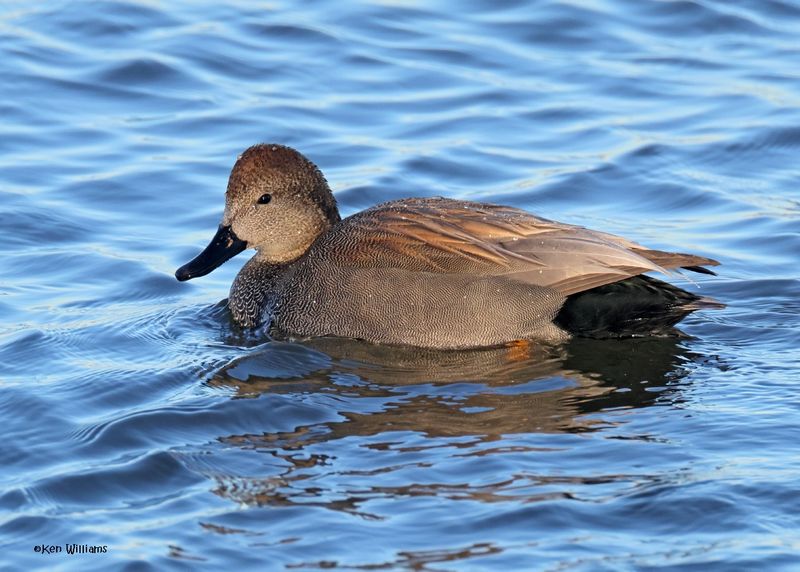 Gadwall male, Oklahoma Co, OK, 1-24-2025_8006az.jpg