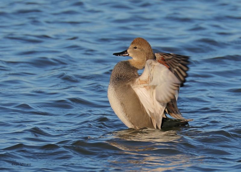 :Gadwall: