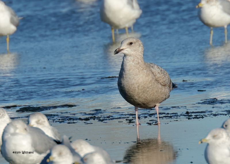 Herring Gull 1st cycle, Oklahoma Co, OK, 1-24-2025_8096az.jpg
