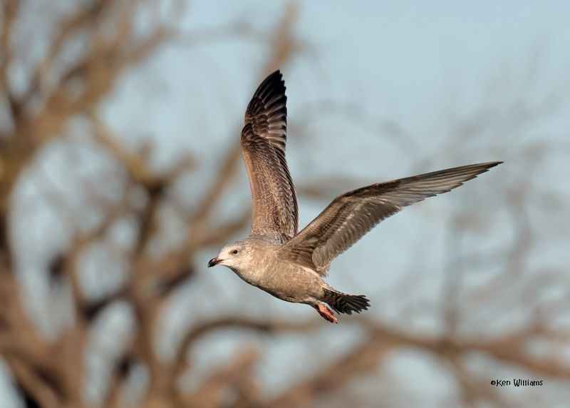 Herring Gull 1st cycle, Oklahoma Co, OK, 1-24-2025_8133az.jpg