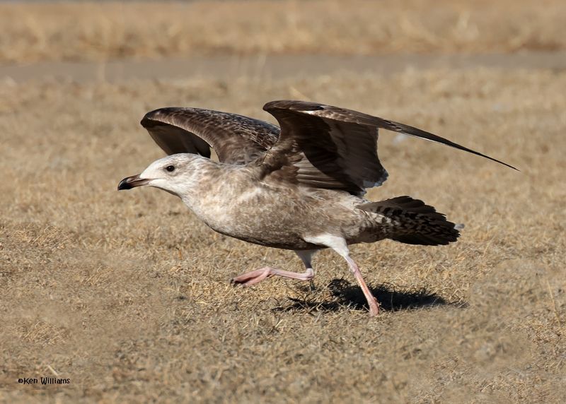 Herring Gull 1st cycle, Oklahoma Co, OK, 1-24-2025_8419az.jpg