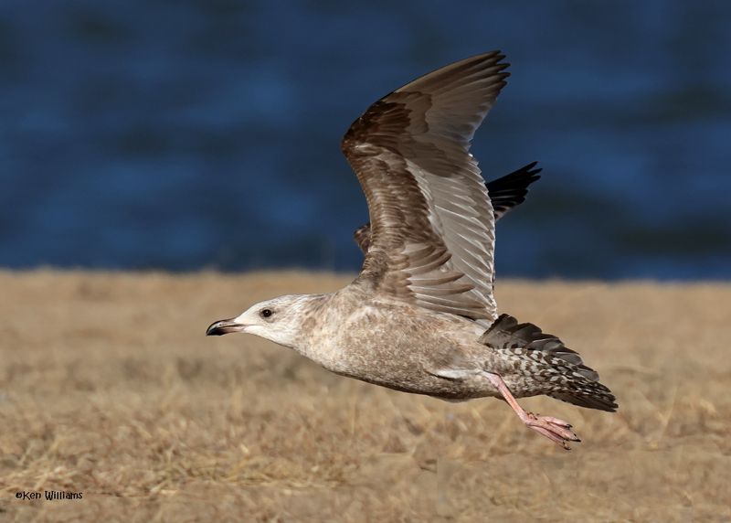 Herring Gull 1st cycle, Oklahoma Co, OK, 1-24-2025_8429az.jpg