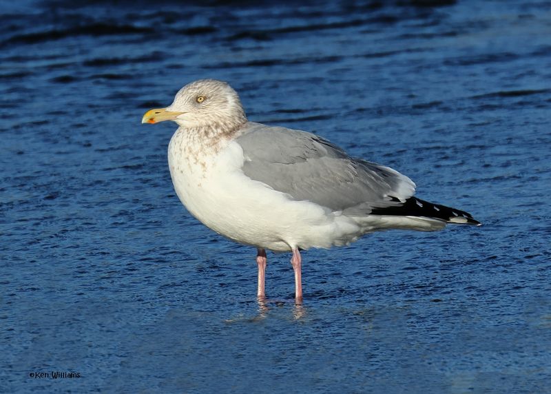 Herring Gull, Oklahoma Co, OK, 1-24-2025_8278az.jpg
