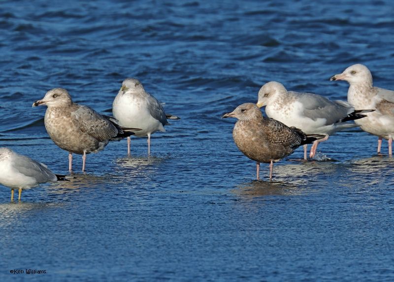 :Herring Gull: