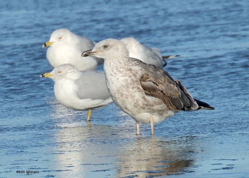 Lesser Black-backed Gull second-cycle, Oklahoma Co, OK, 1-24-2025_8254az.jpg