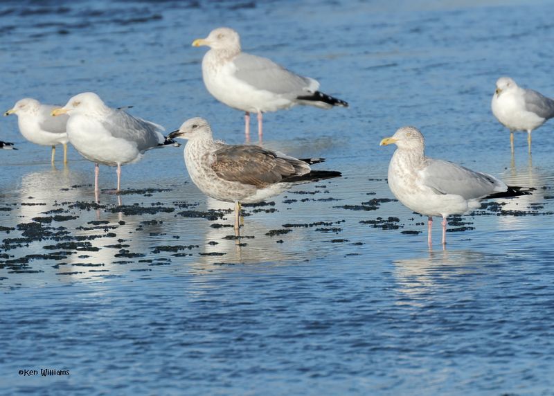 Lesser Black-backed Gull second-cycle & Herring Gulls, Oklahoma Co, OK, 1-24-2025_8264az.jpg
