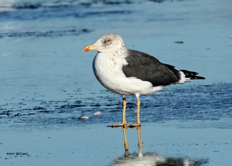 Lesser Black-backed Gull, Oklahoma Co, OK, 1-24-2025_8184az.jpg