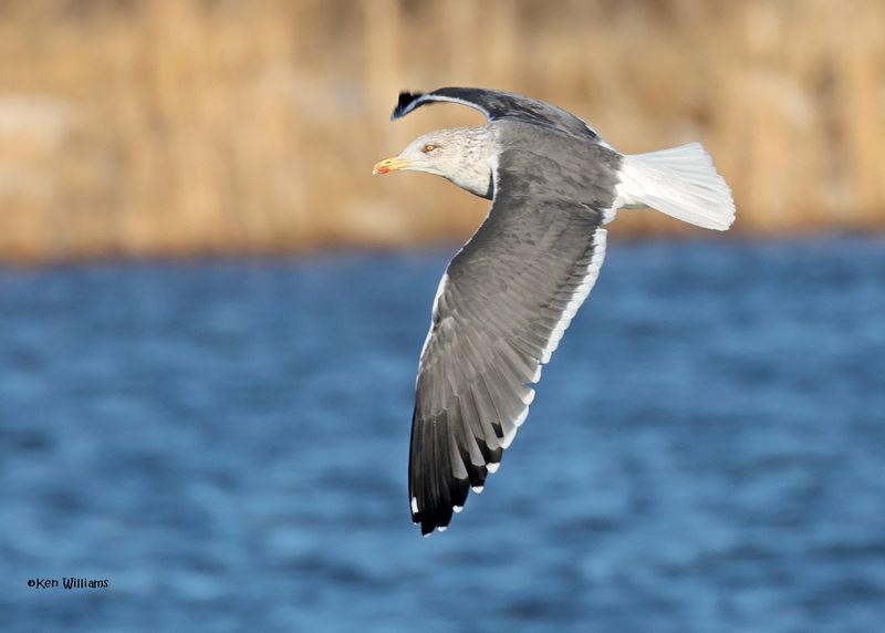 Lesser Black-backed Gull, Oklahoma Co, OK, 1-24-2025_8186az.jpg