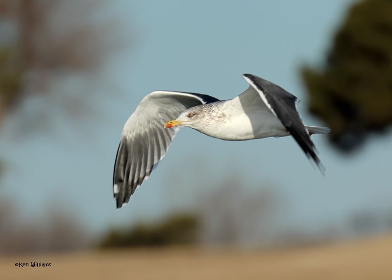Lesser Black-backed Gull, Oklahoma Co, OK, 1-24-2025_8192az.jpg