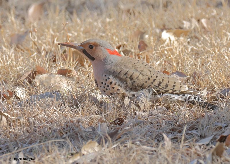 Flickers