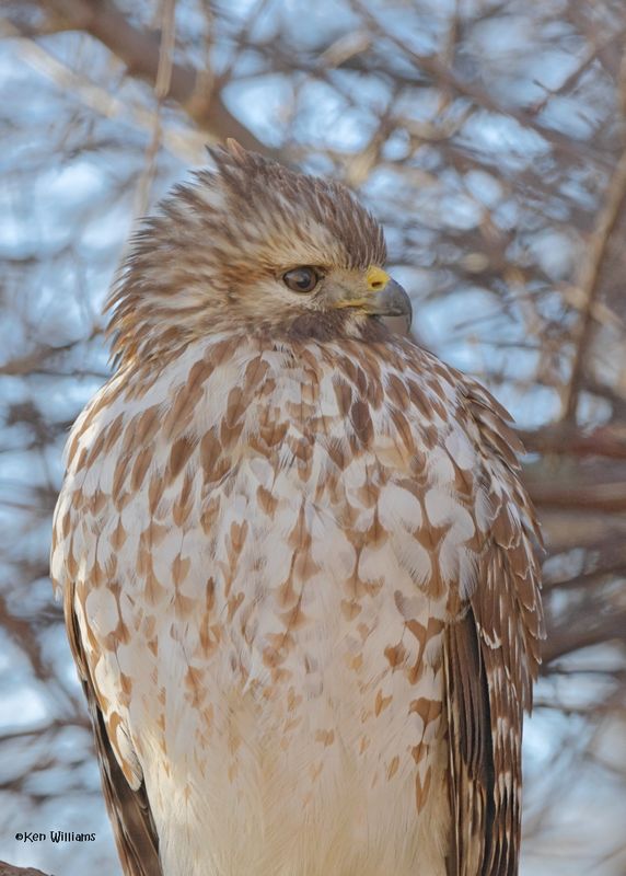 Red-shouldered Hawk immature, Rogers Co yard, OK, 1-18-2025_7909az2.jpg