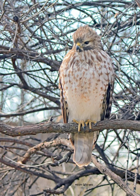 Red-shouldered Hawk immature, Rogers Co yard, OK, 1-18-2025_7931az.jpg