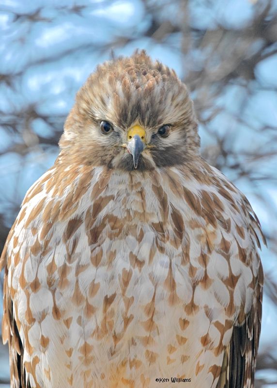 Red-shouldered Hawk immature, Rogers Co yard, OK, 1-18-2025_7939az.jpg