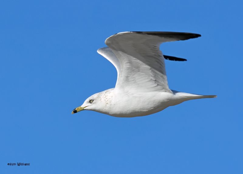 :Ring-billed Gull: