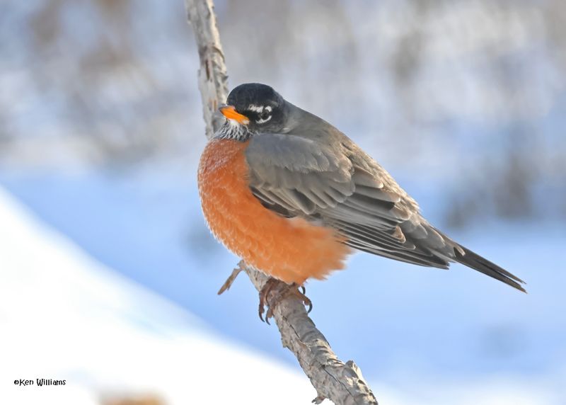 American Robin