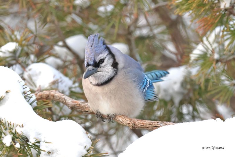 Blue Jay