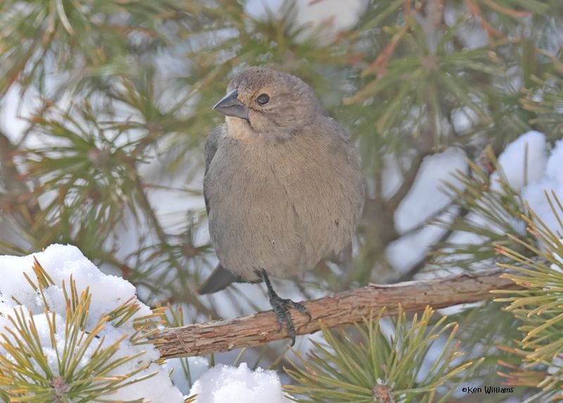 Brown-headed Cowbird female, Rogers Co. yard, OK 2-20-2025_9531z.jpg
