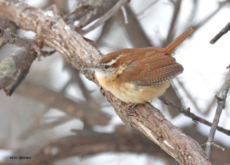 Carolina Wren