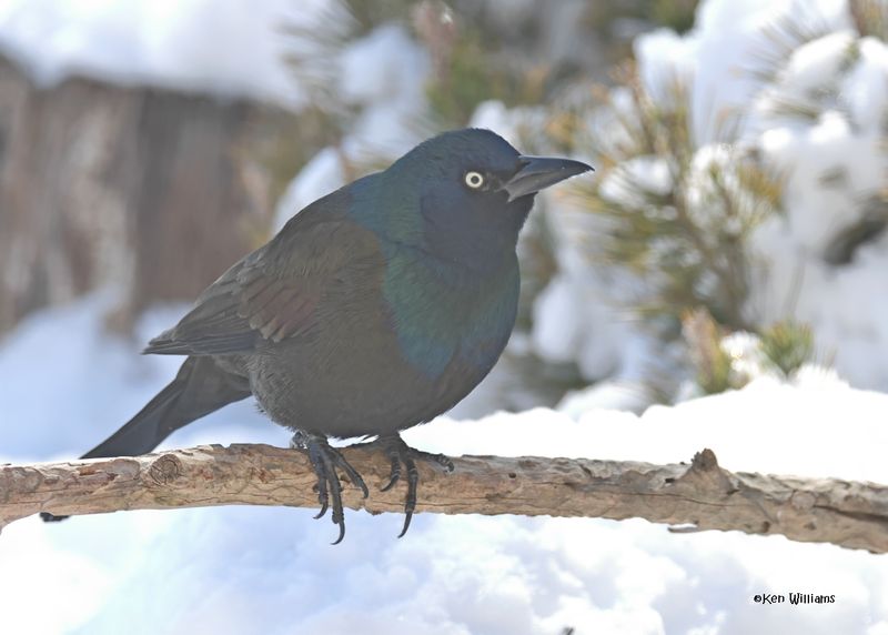 Common Grackle, Rogers Co. yard, OK 2-20-2025_9582z.jpg