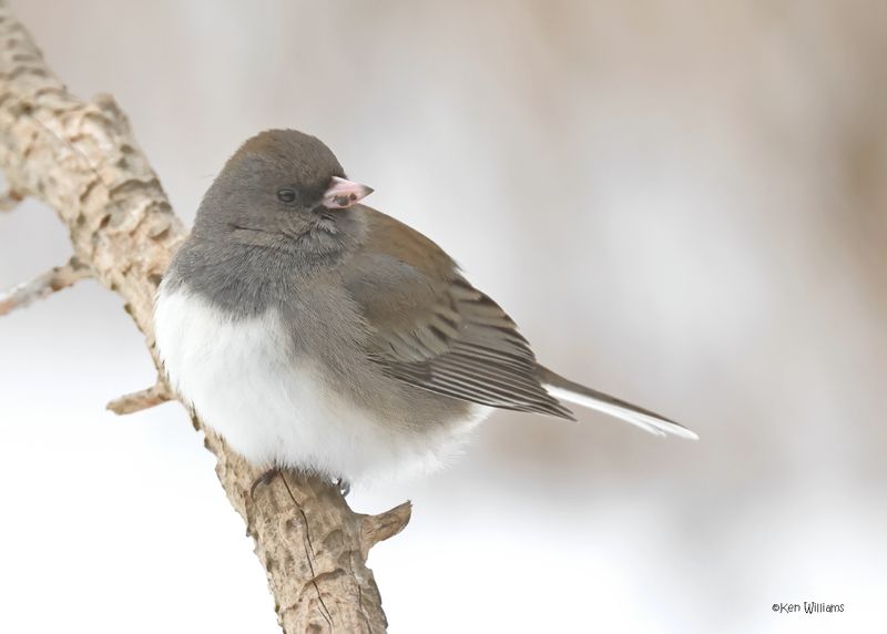 Dark-eyed Junco