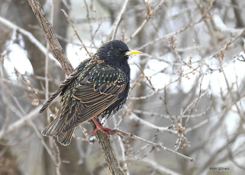:European Starling: